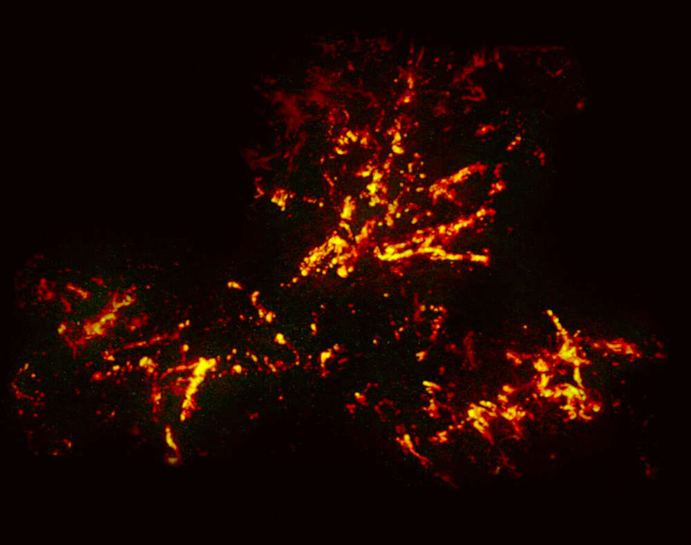 Tarantula Nebula Alma