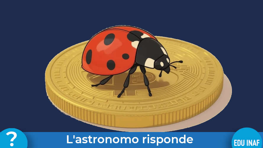Coccinella Oro Evidenza